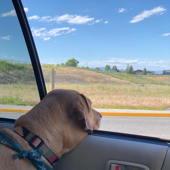 Meet your Posher, Tasha - Picture 7 of 8